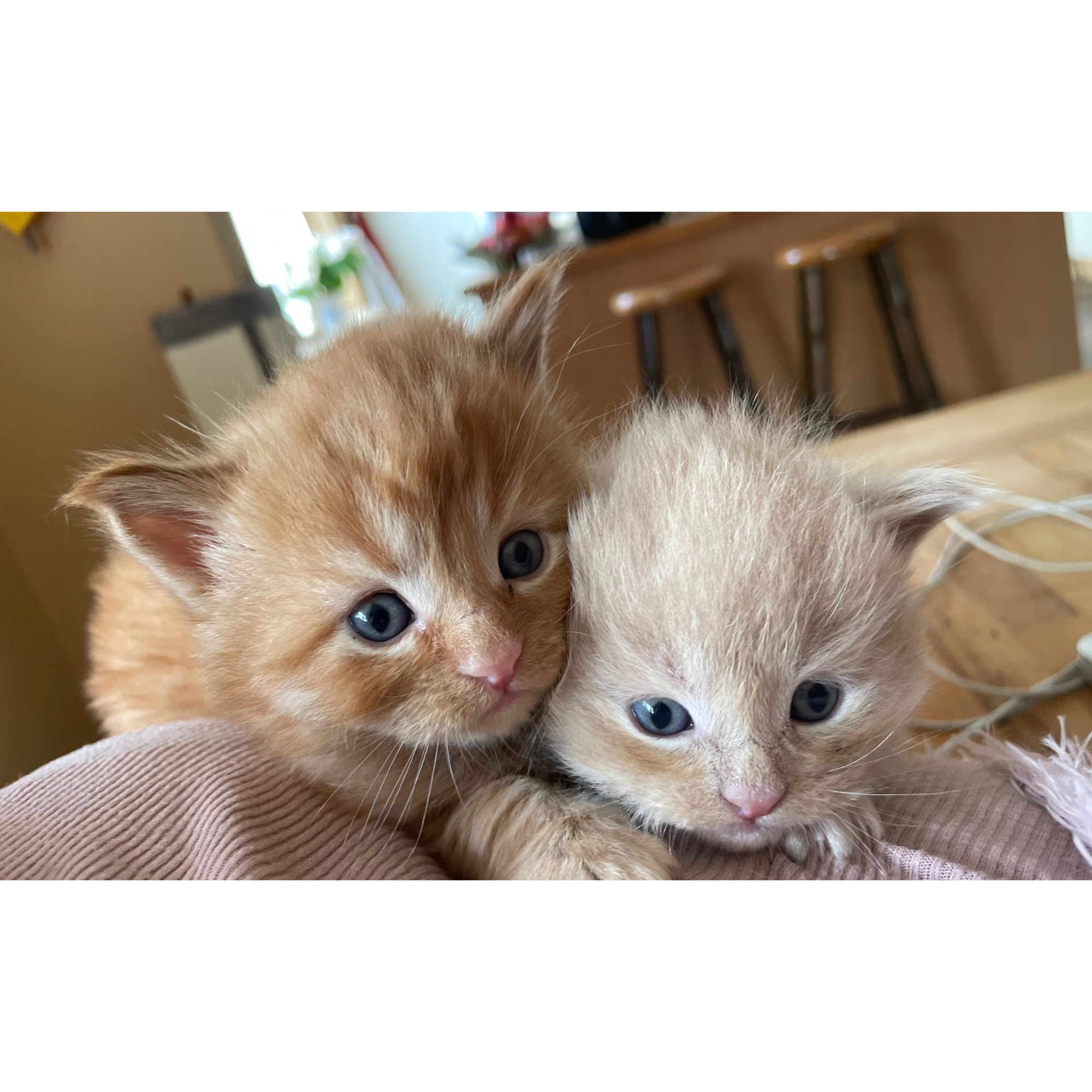 My cats