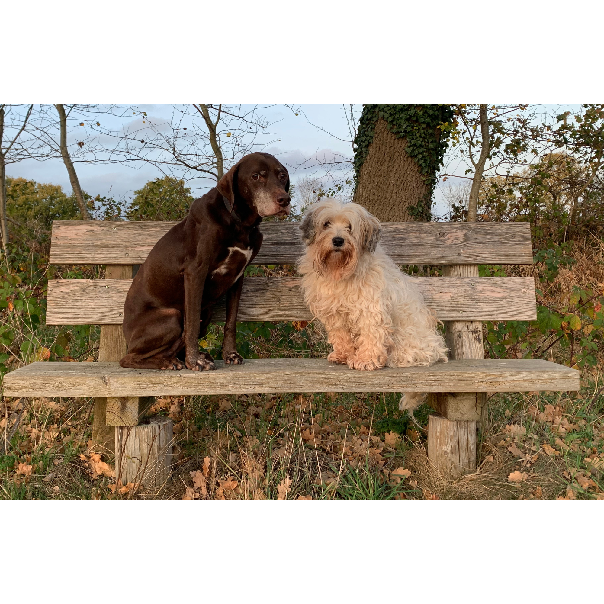 My dogs